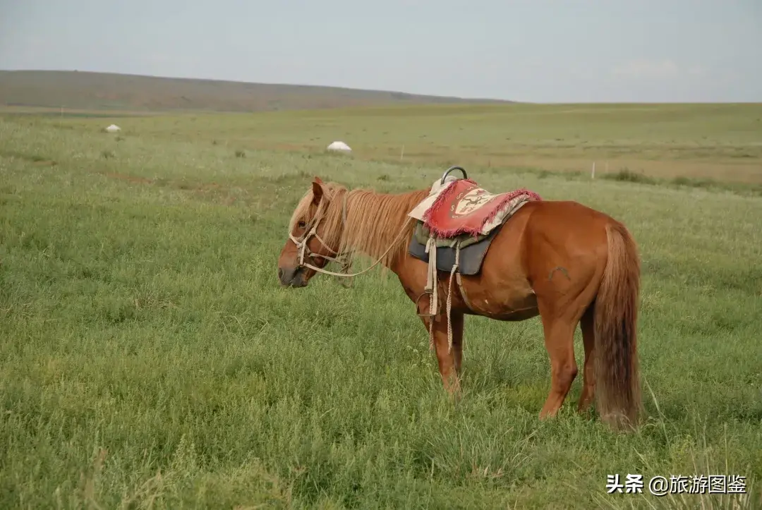 亚洲草原天堂-天堂草原——希拉穆仁