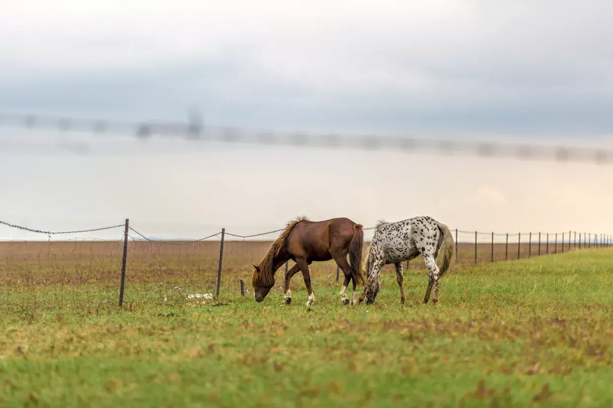 亚洲草原天堂-呼伦贝尔大草原:远离城市喧嚣的天堂草原